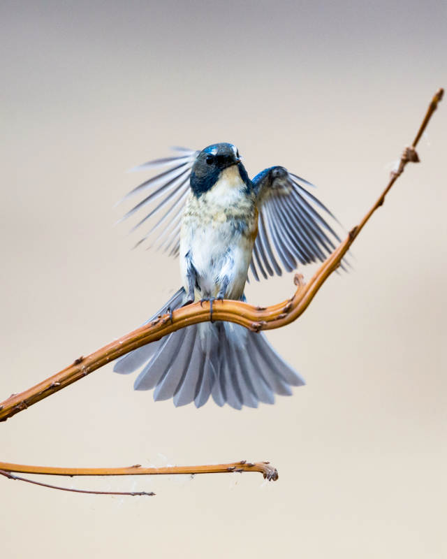 展翅小鸟栖枝头图片