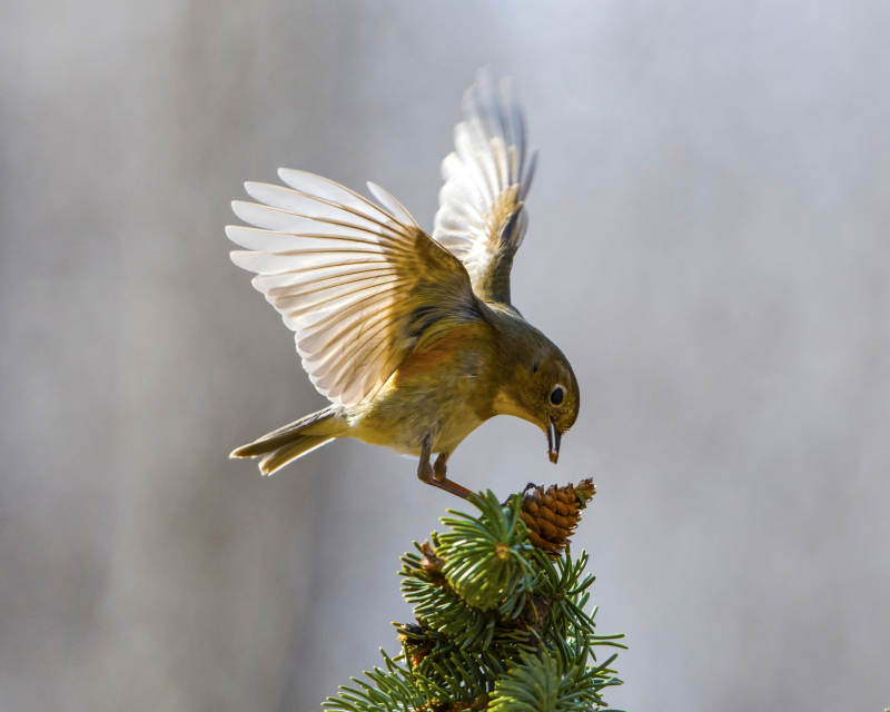 小鸟展翅 松枝点睛图片