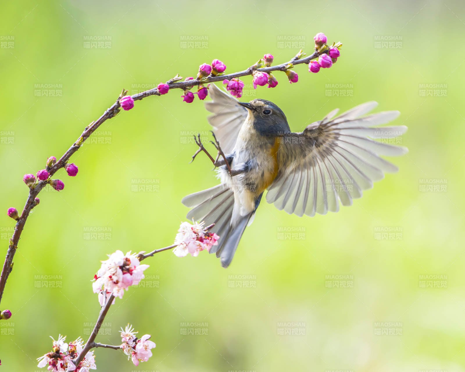 鸟儿飞越花枝图片