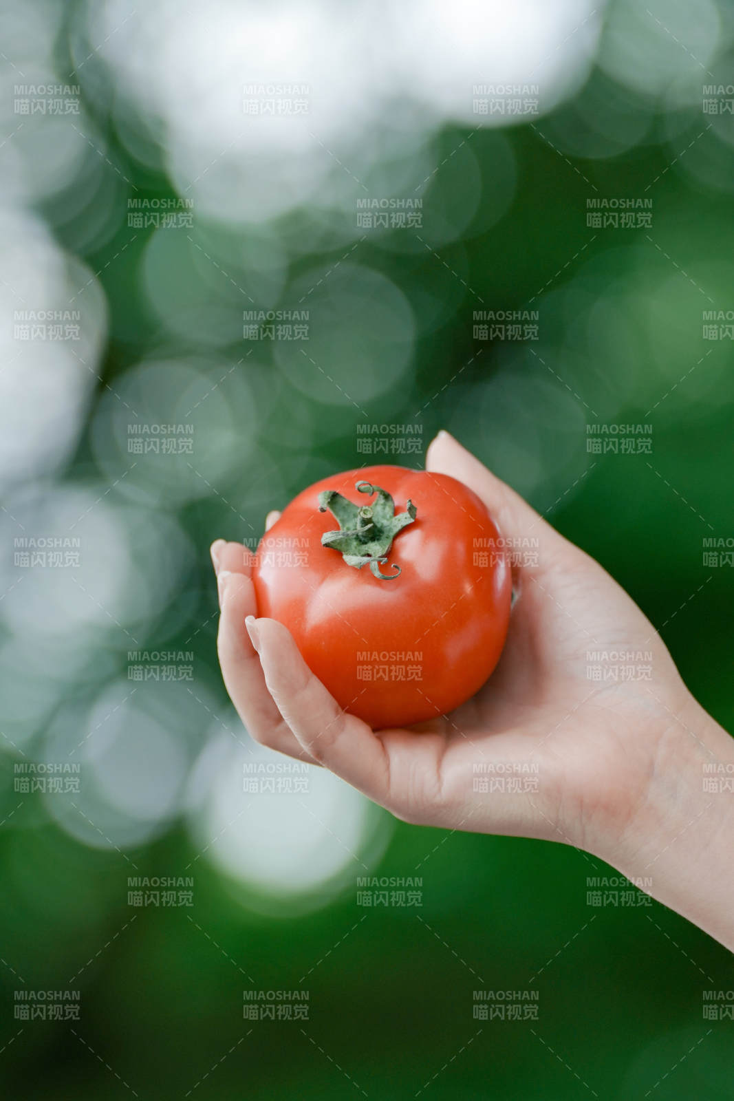 手捧新鲜番茄图片