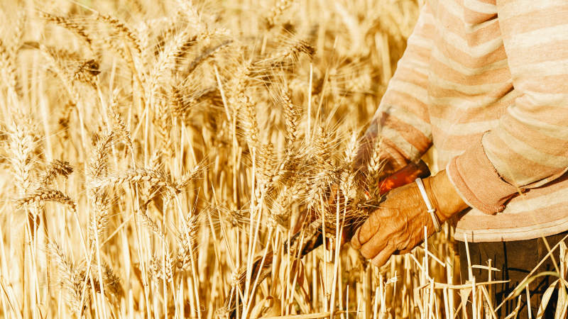 金色麦田里的农忙时光图片