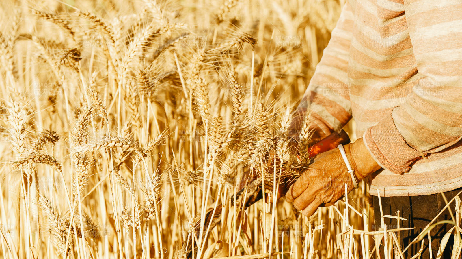 金色麦田里的农忙时光图片