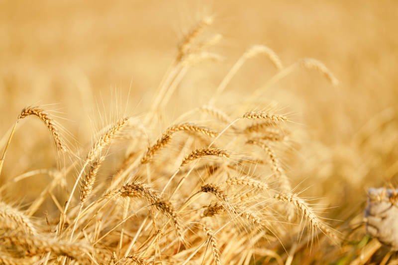 金黄麦田丰收景象图片
