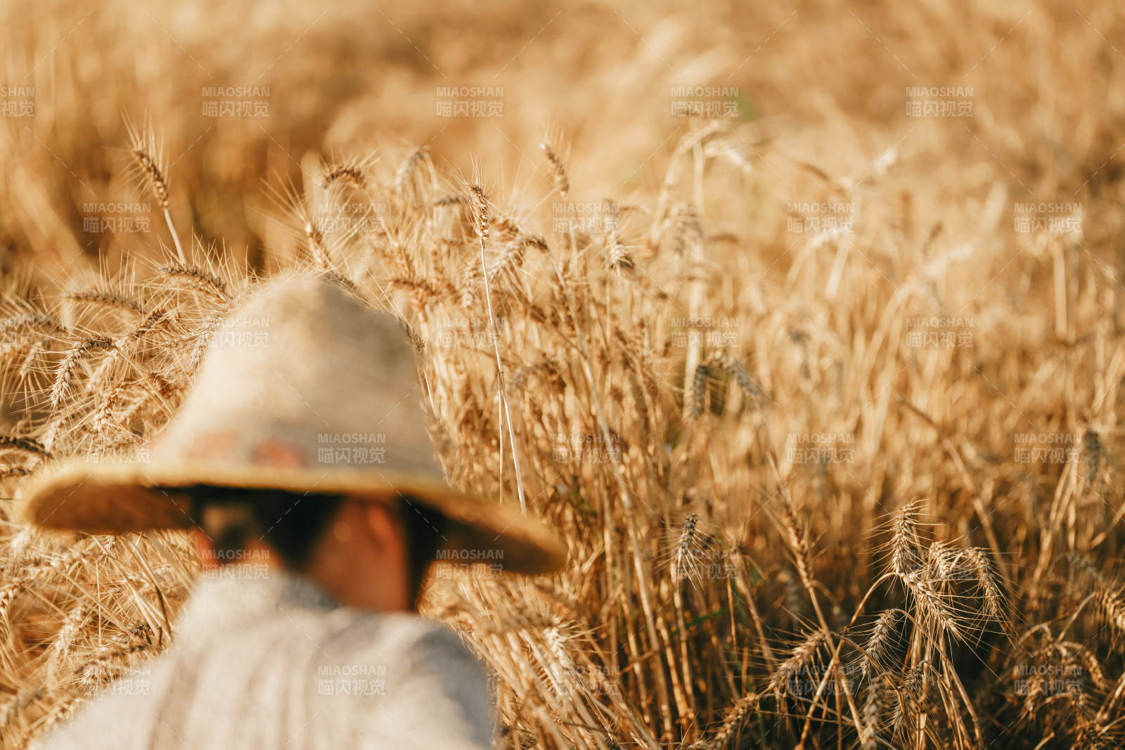 麦田里的农夫图片