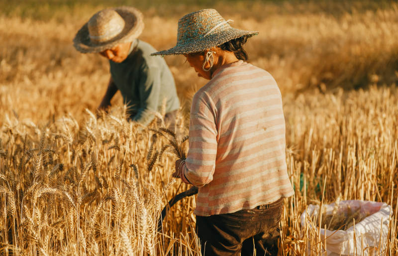 田间劳作的农民图片