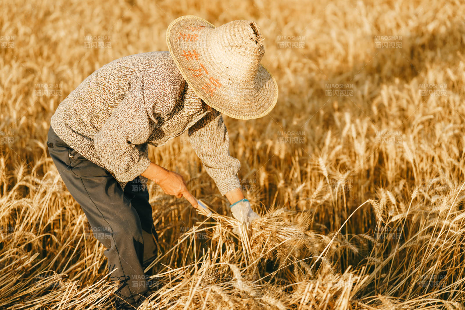 田间劳作的农民图片