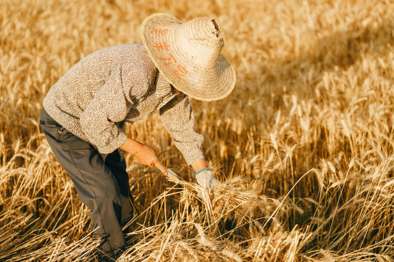 田间劳作的农民图片