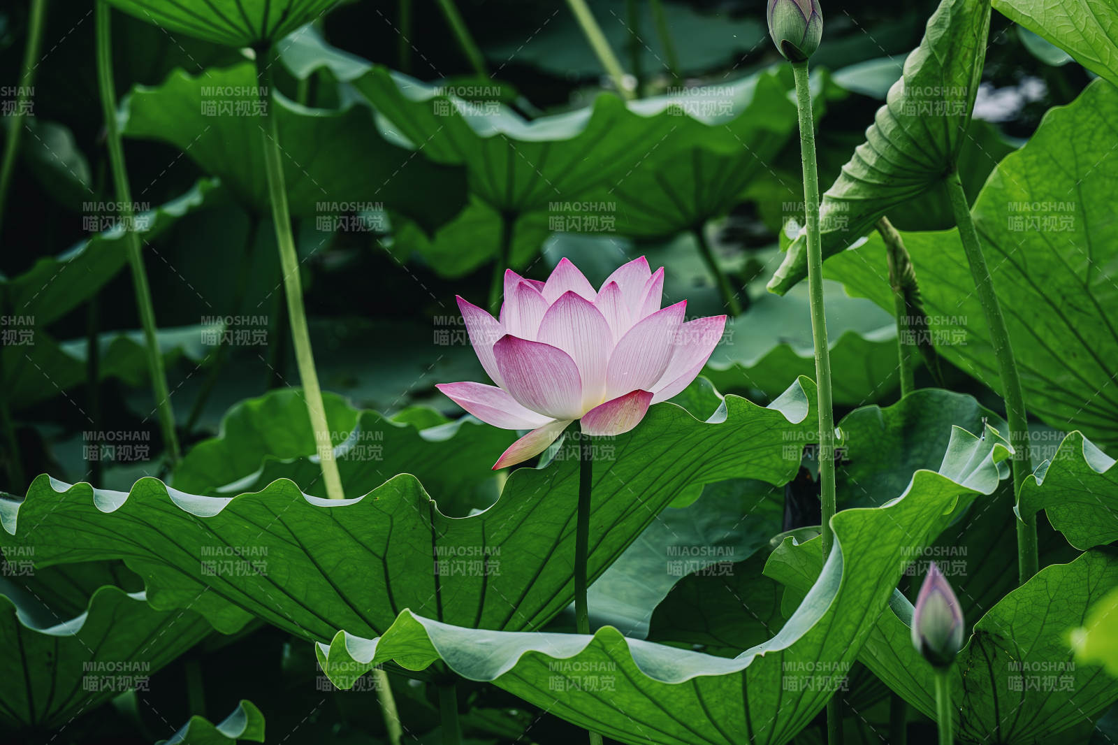 池塘中的粉红莲花图片