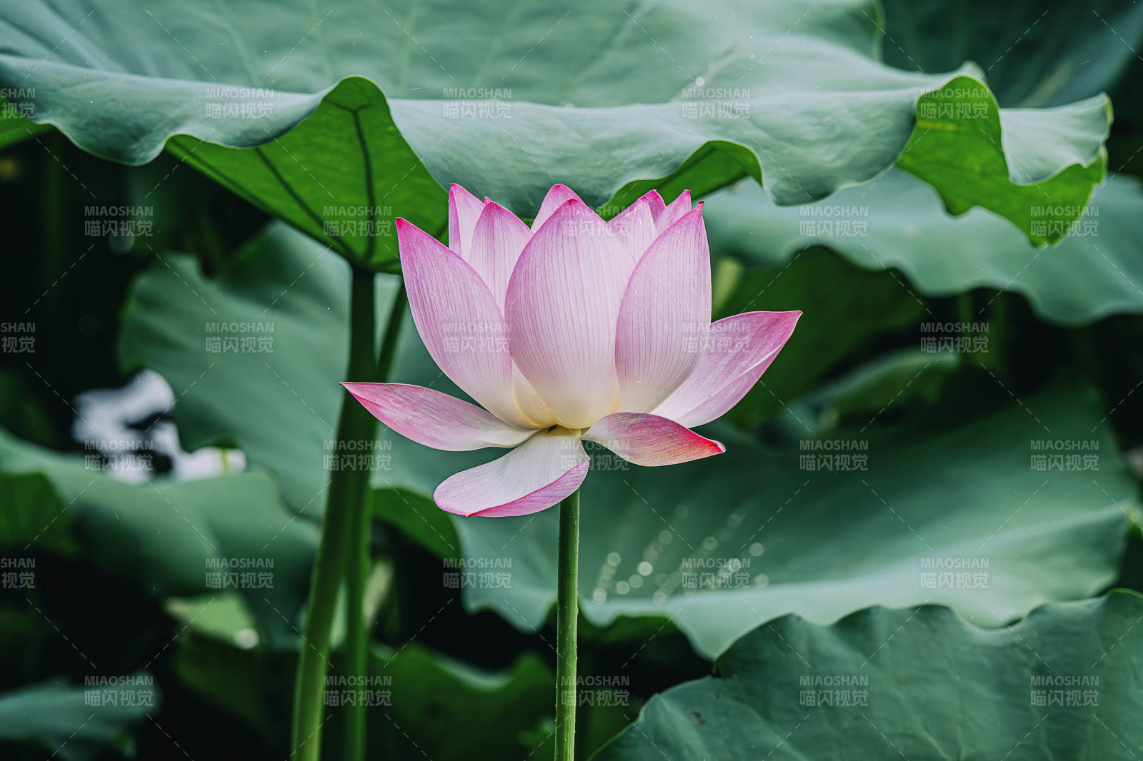 池塘中的粉红莲花图片