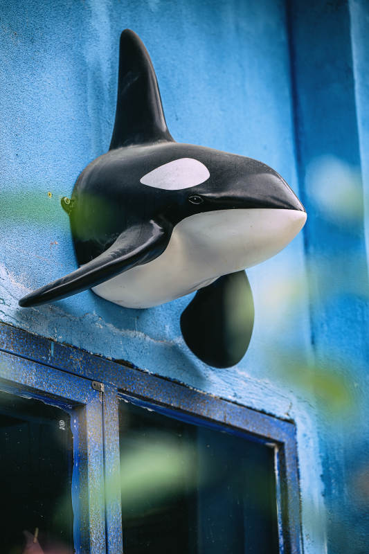 虎鲸雕塑装饰建筑图片