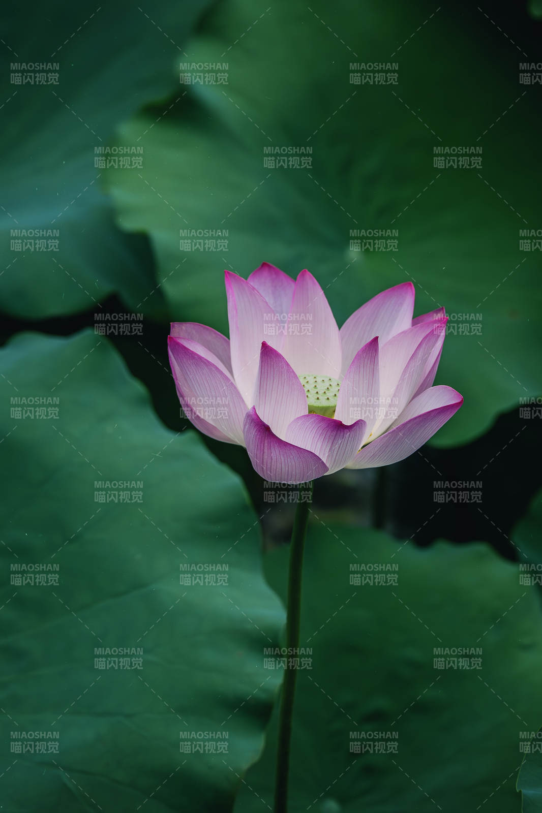 池中独秀 莲花图片