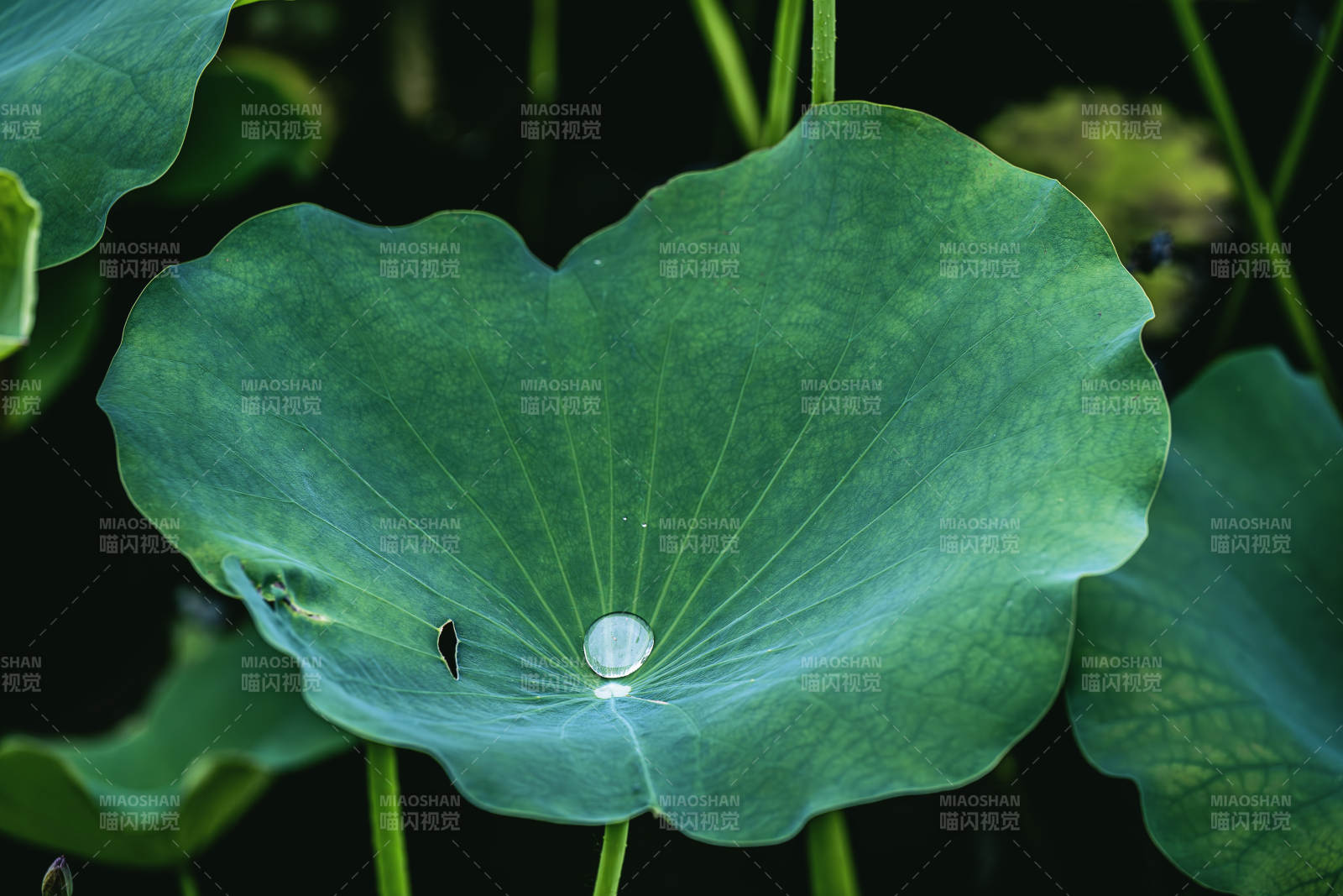荷叶上的水珠图片