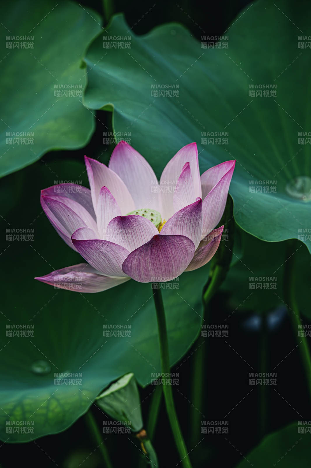 池塘中的粉红莲花图片