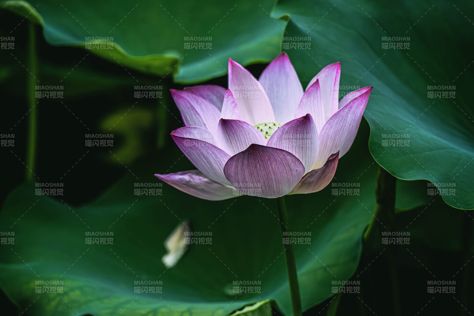 池塘中的莲花图片