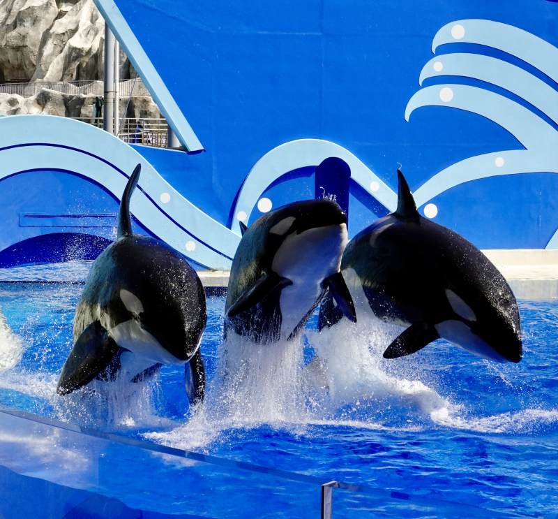 虎鲸跃出水面图片