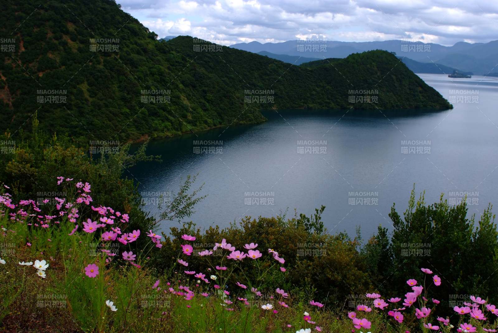 湖畔花海图片