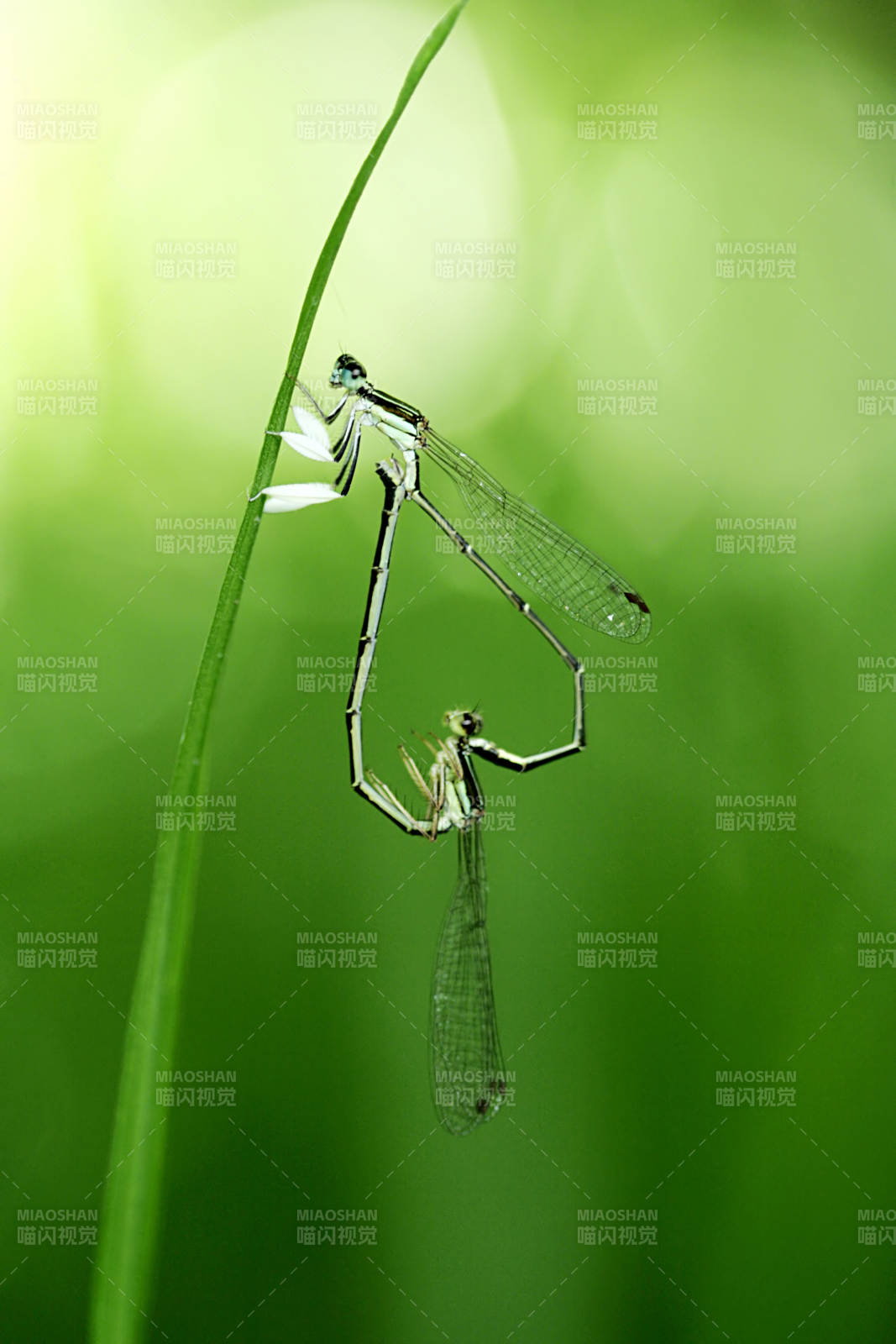 草间蜻蜓交配图片