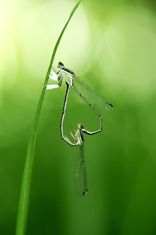 草间蜻蜓交配图片