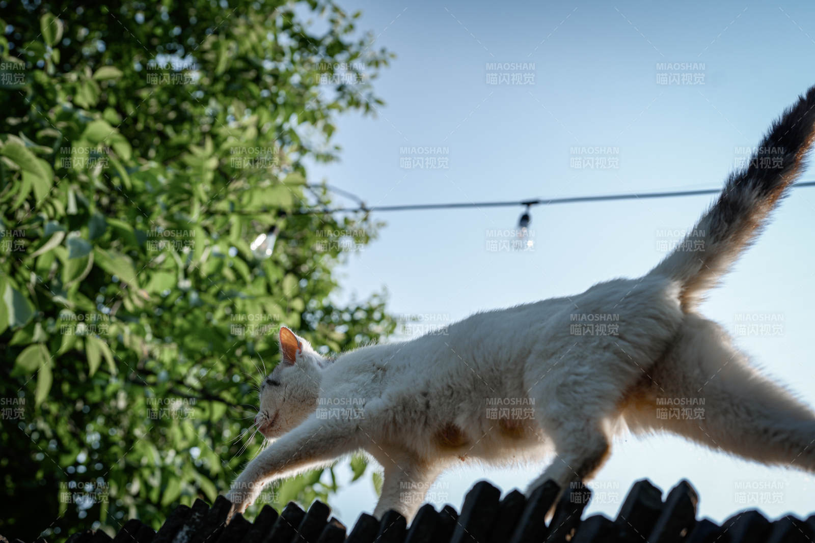 白猫屋顶漫步图片