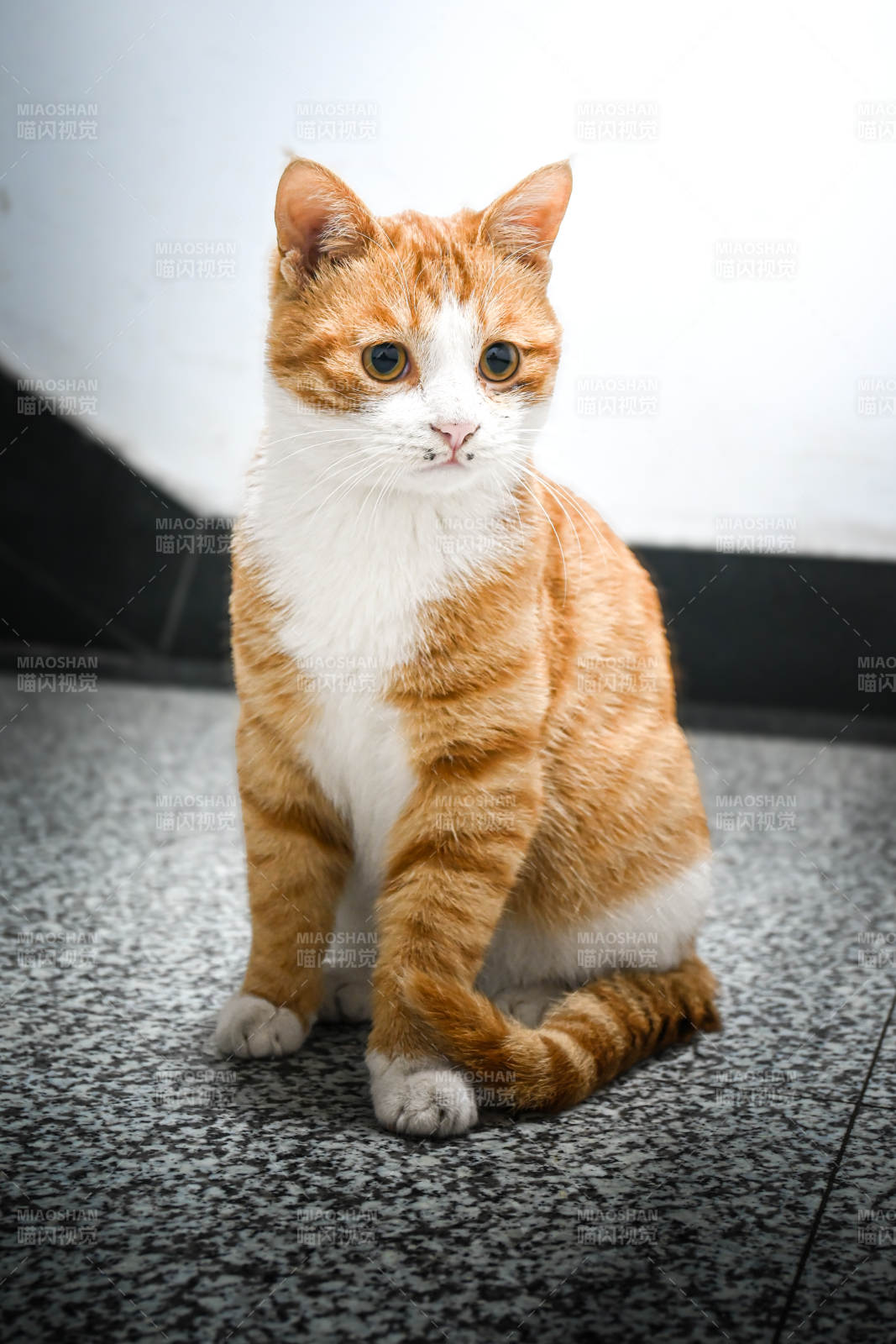 橙白相间的小猫图片