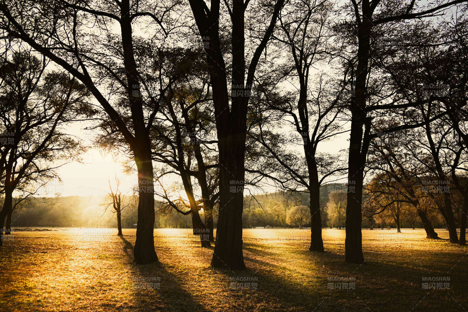 夕阳下的森林剪影图片