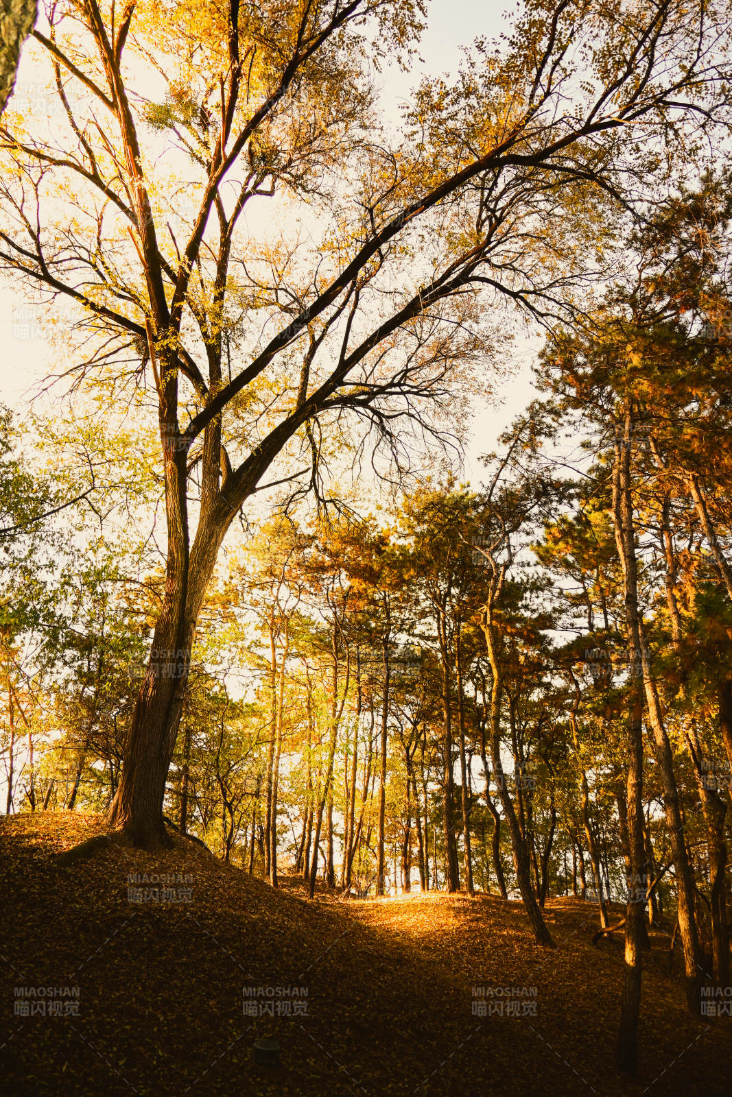 秋日森林的温暖阳光图片
