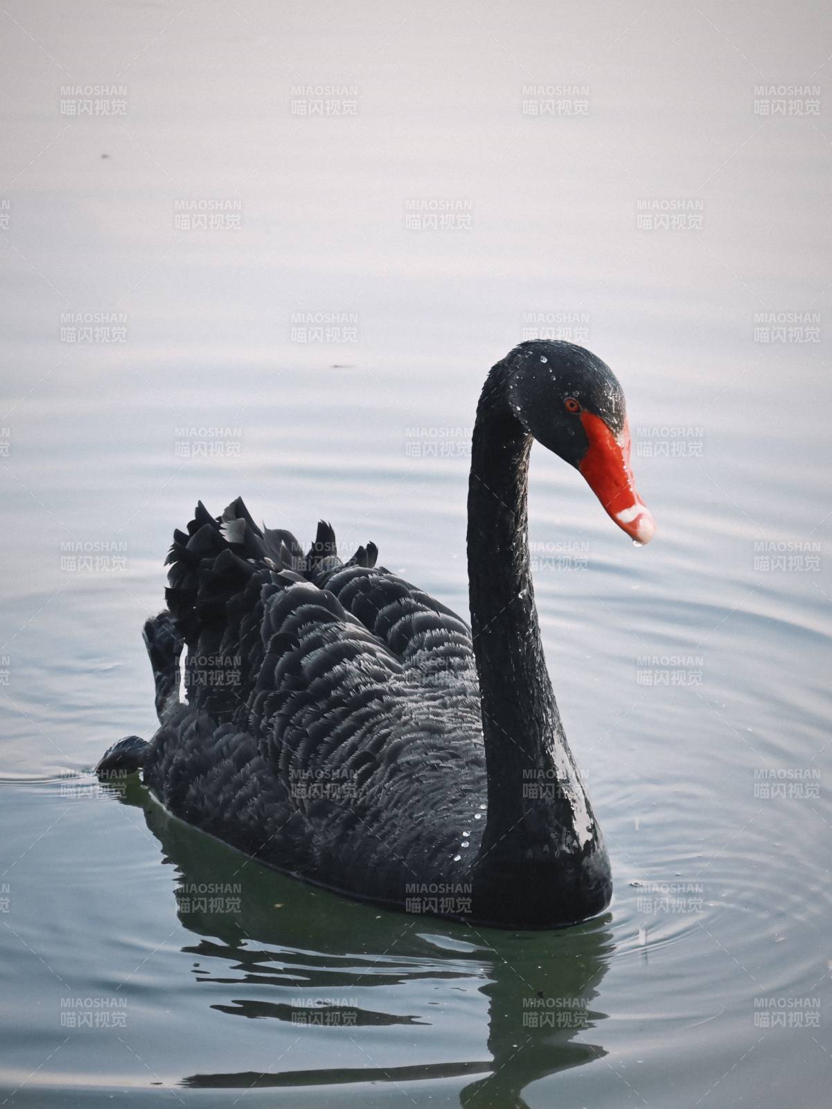 黑天鹅优雅游水图片
