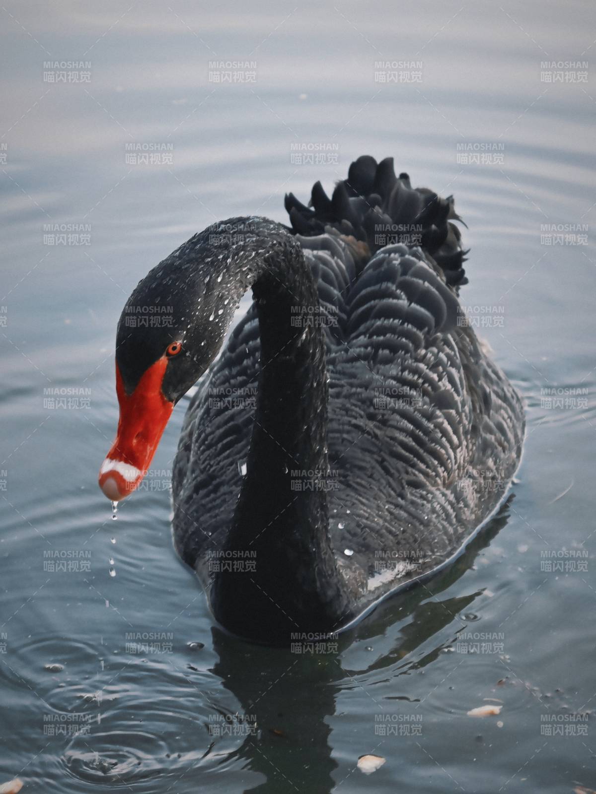 黑天鹅优雅游水图片