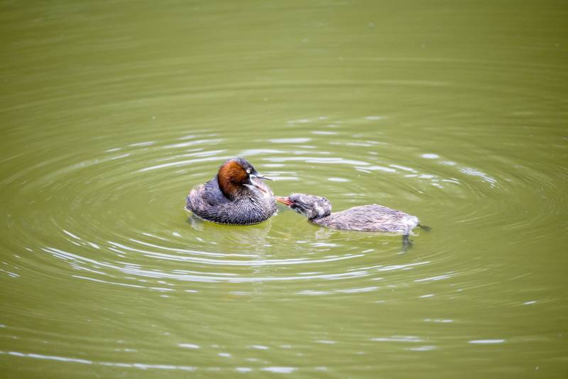 鸭子喂食小鸭图片