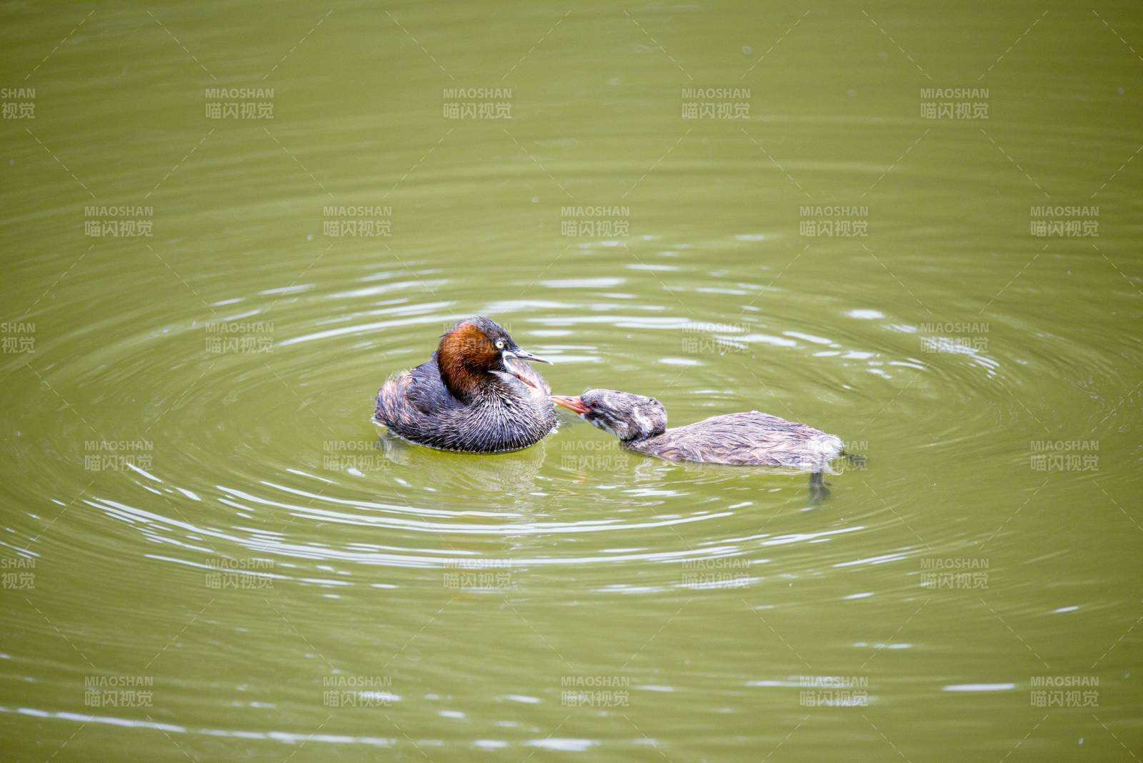 鸭子喂食小鸭图片