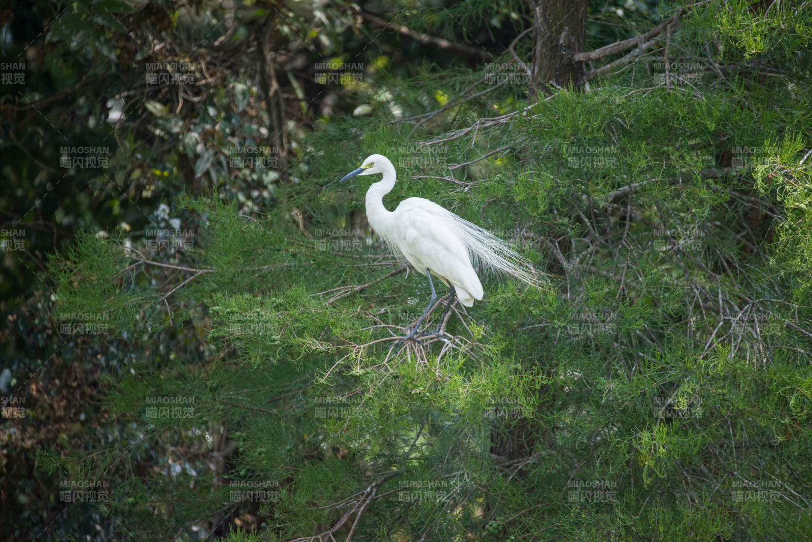 白鹭栖息松树枝头图片