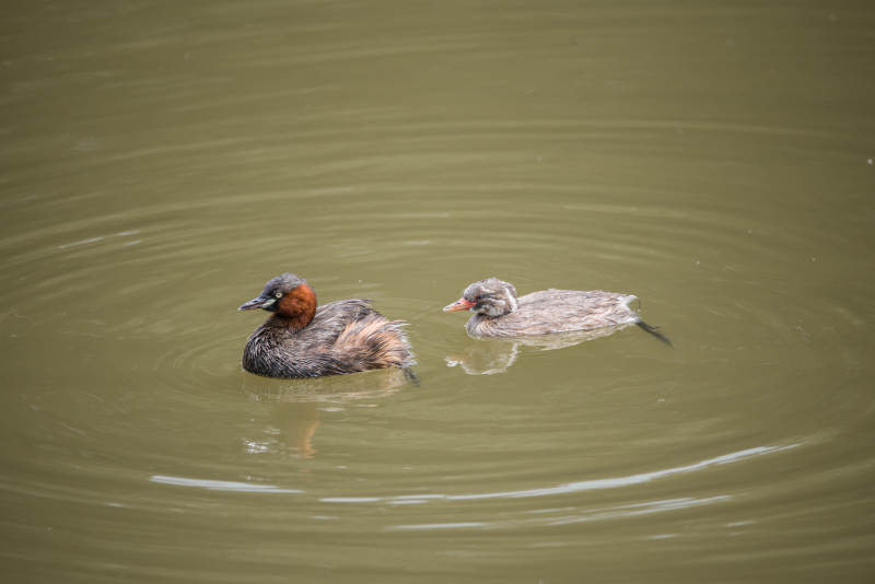两只鸭子在水中游泳图片