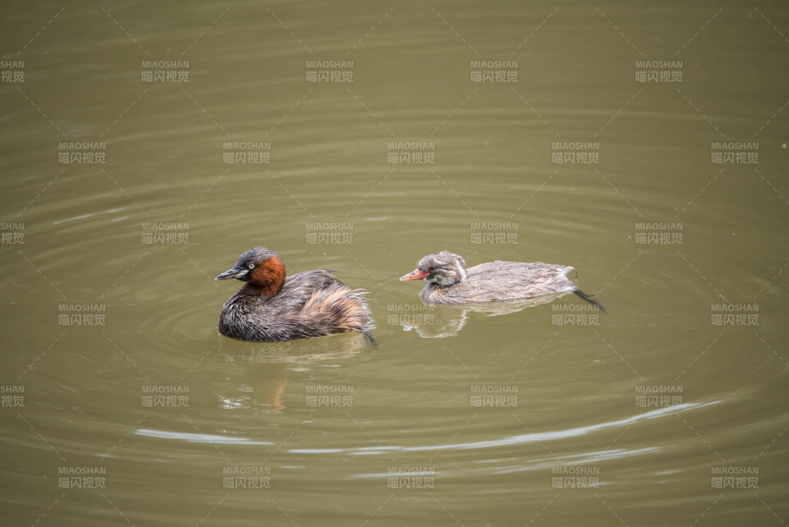 两只鸭子在水中游泳图片
