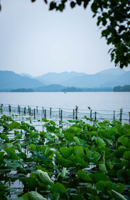 西湖荷花与远山图片