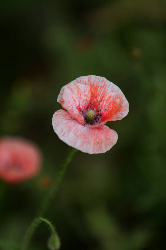 娇艳虞美人图片
