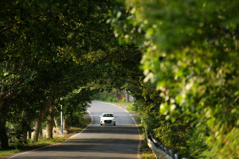 林荫道上的白色汽车图片