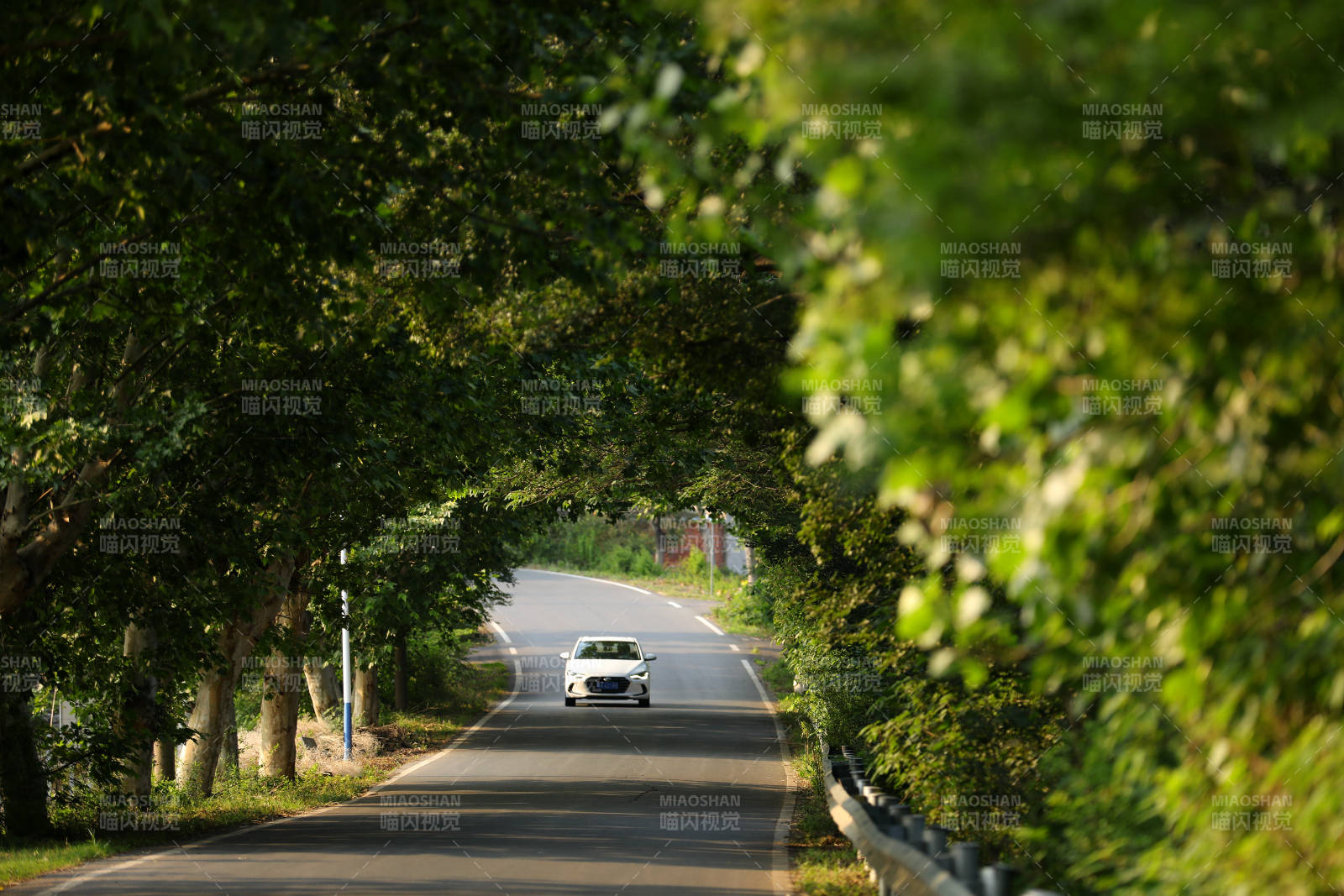 林荫道上的白色汽车图片