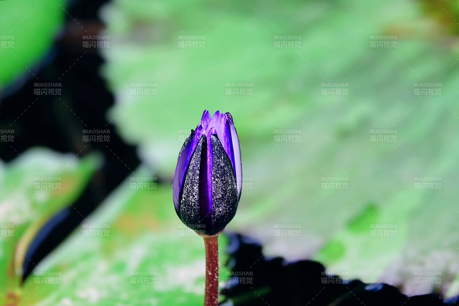 紫莲花蕾初绽图片