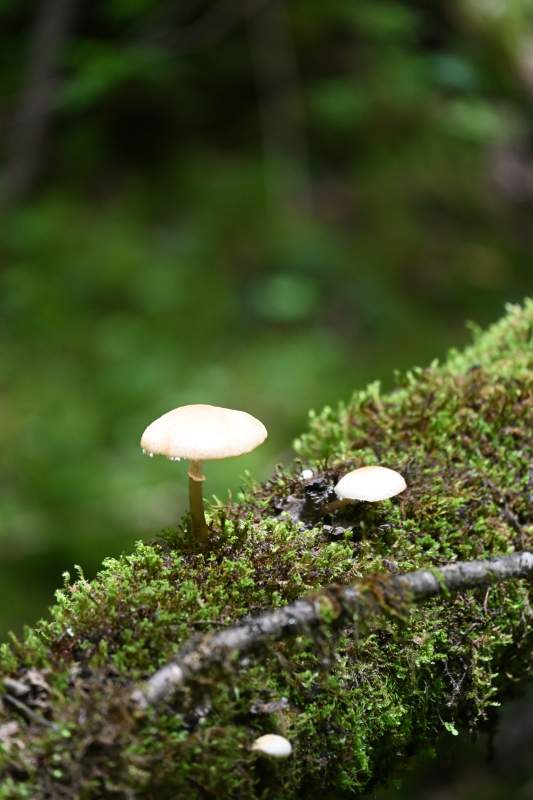 森林中的蘑菇图片