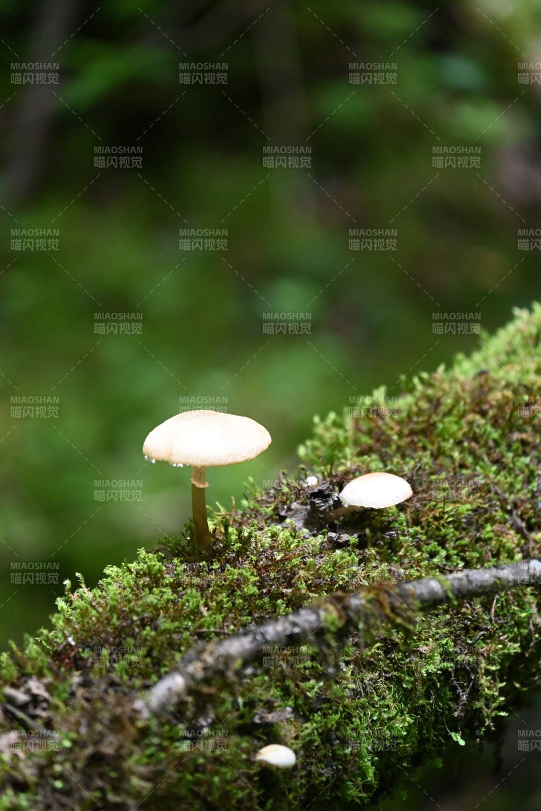 森林中的蘑菇图片