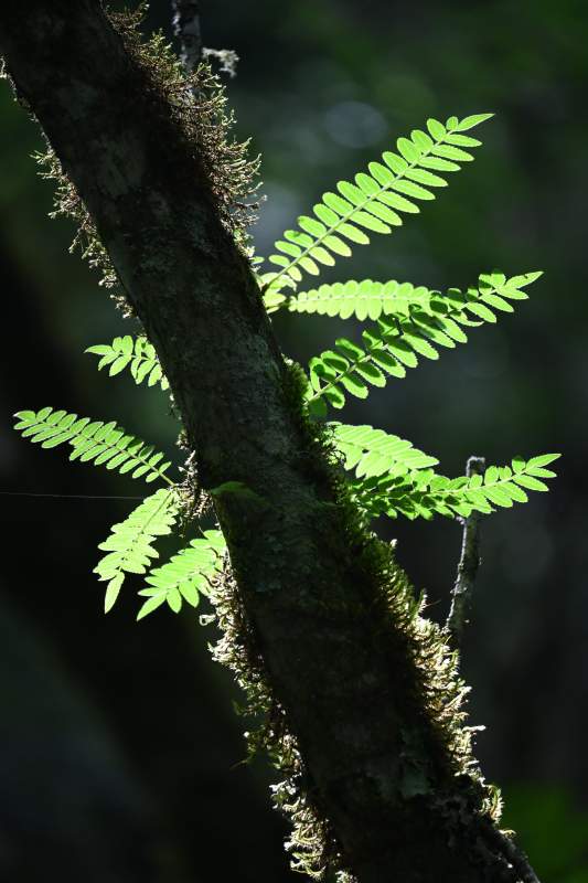 阳光下的蕨类植物图片