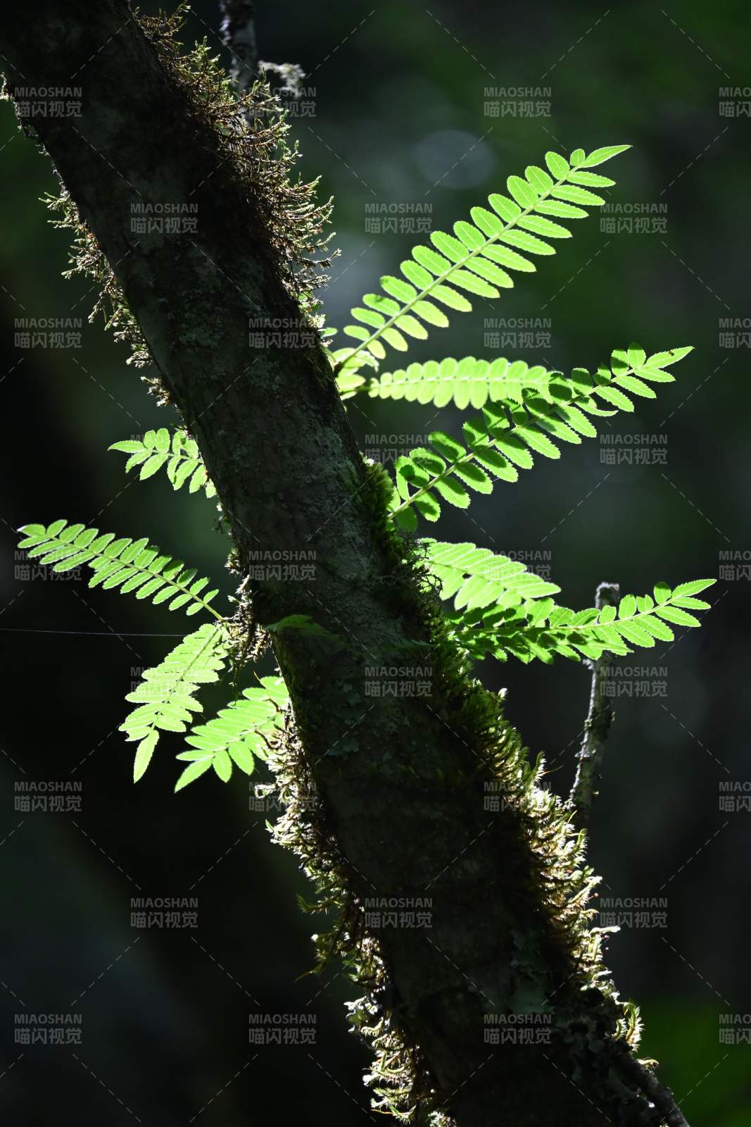 阳光下的蕨类植物图片
