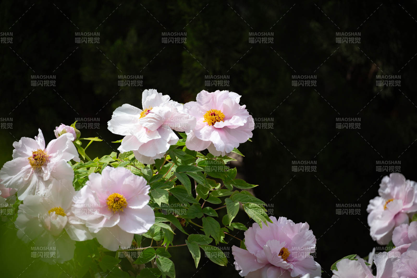 粉色花朵在绿叶间图片