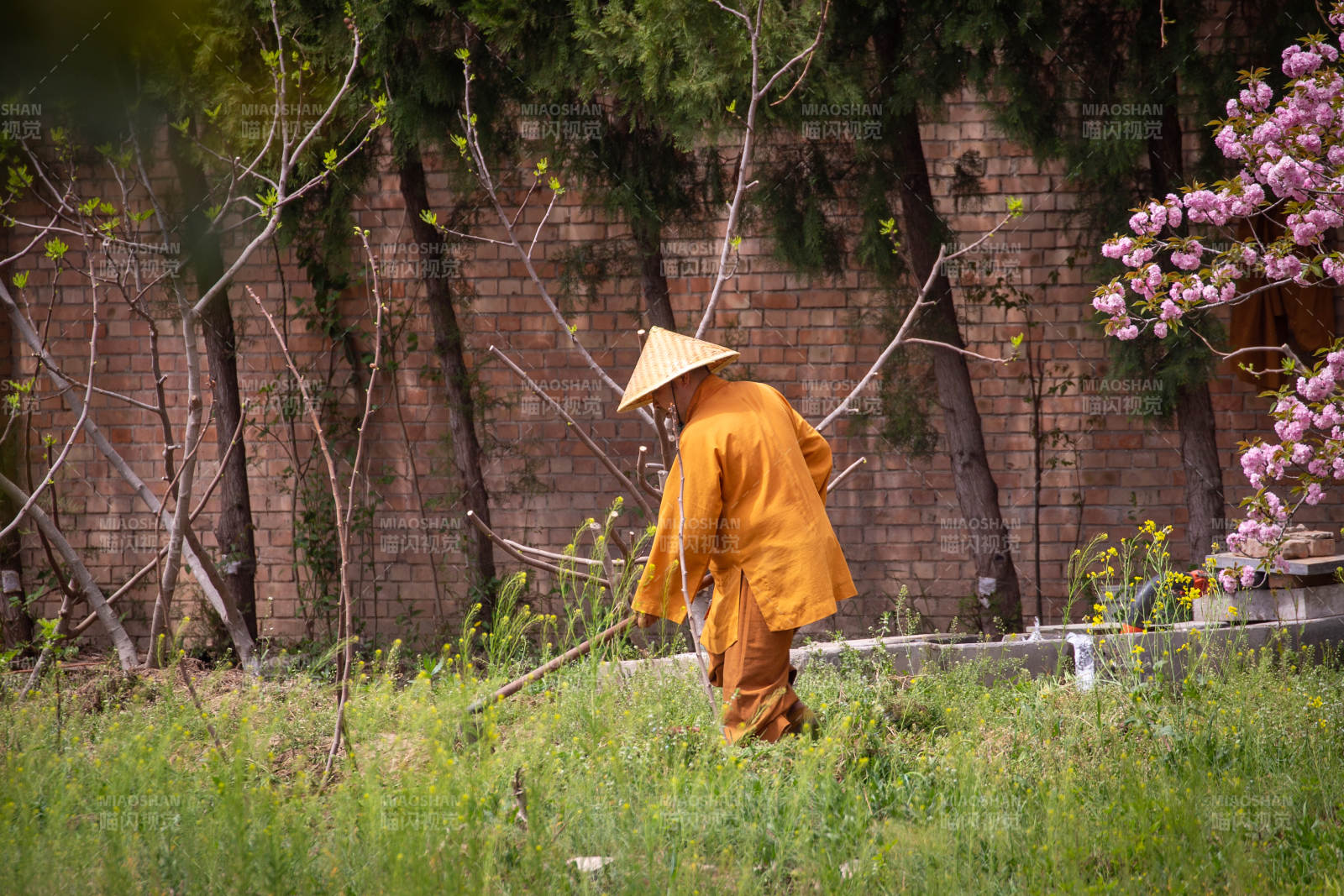 僧人园中劳作 春意盎然图片