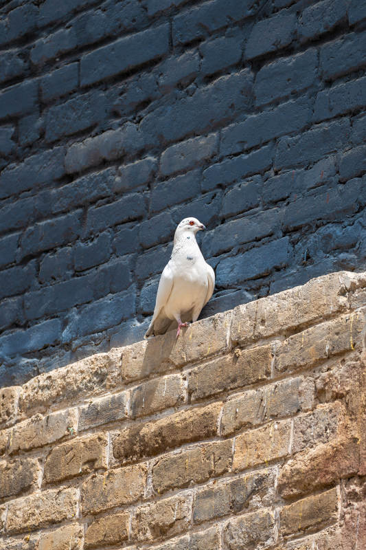 白鸽栖息古城墙图片