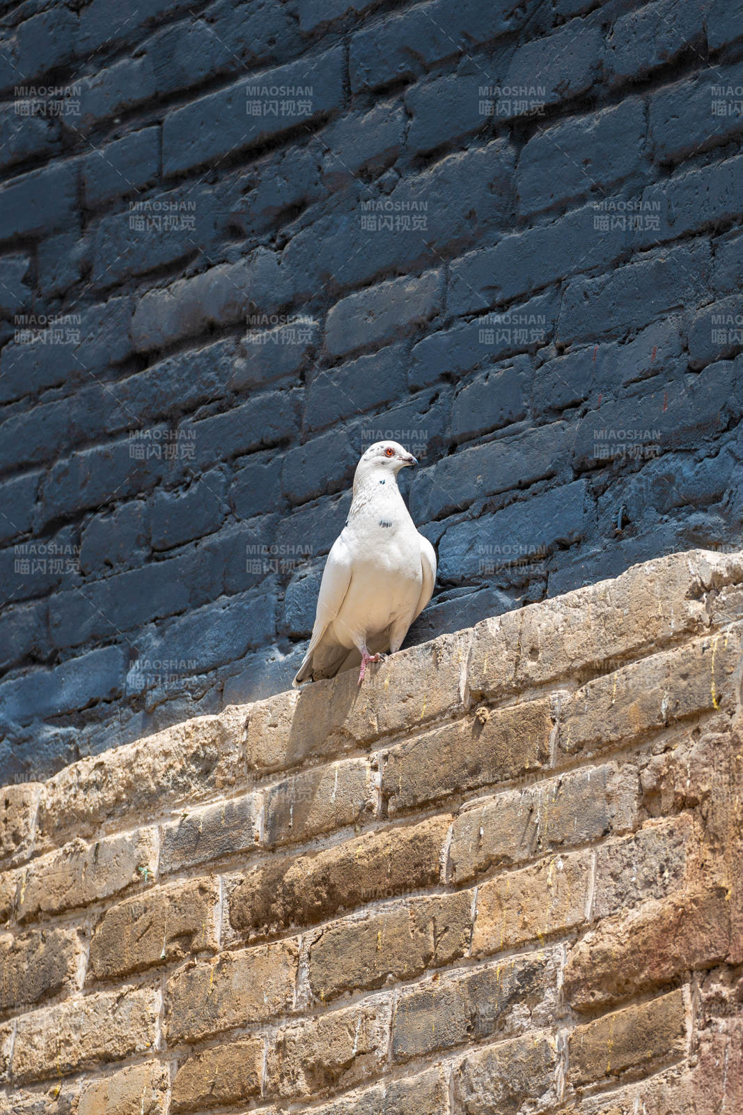白鸽栖息古城墙图片