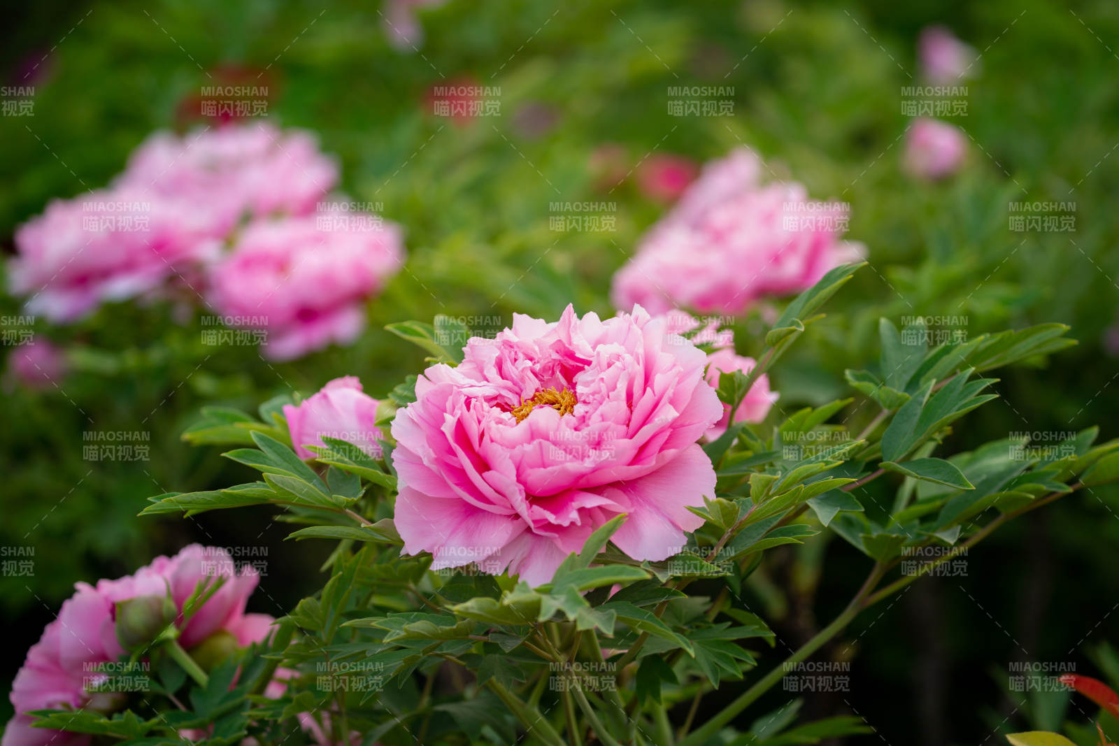 粉色牡丹花盛开图片