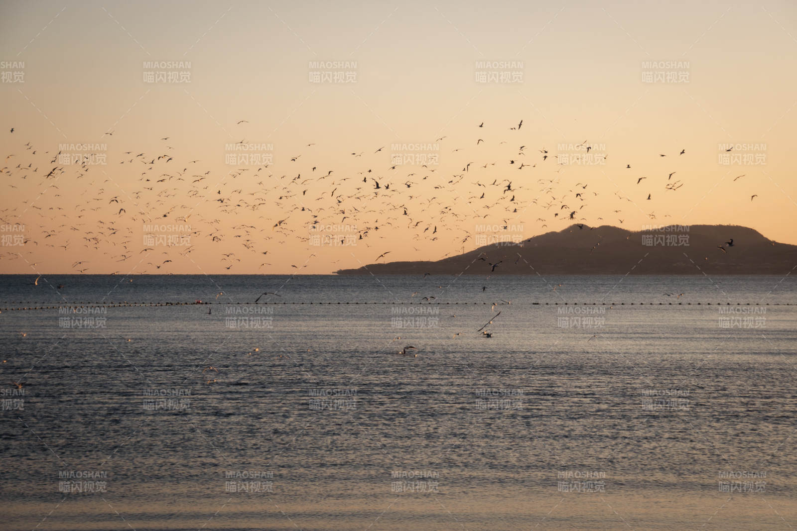 黄昏湖面鸟群飞舞图片