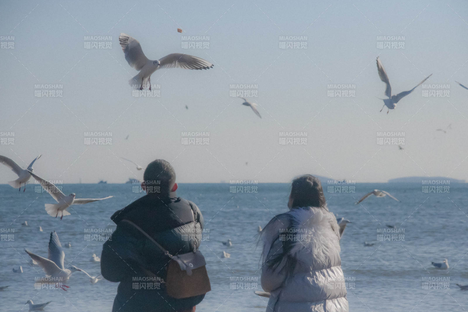 海边喂鸟 人鸥共舞图片