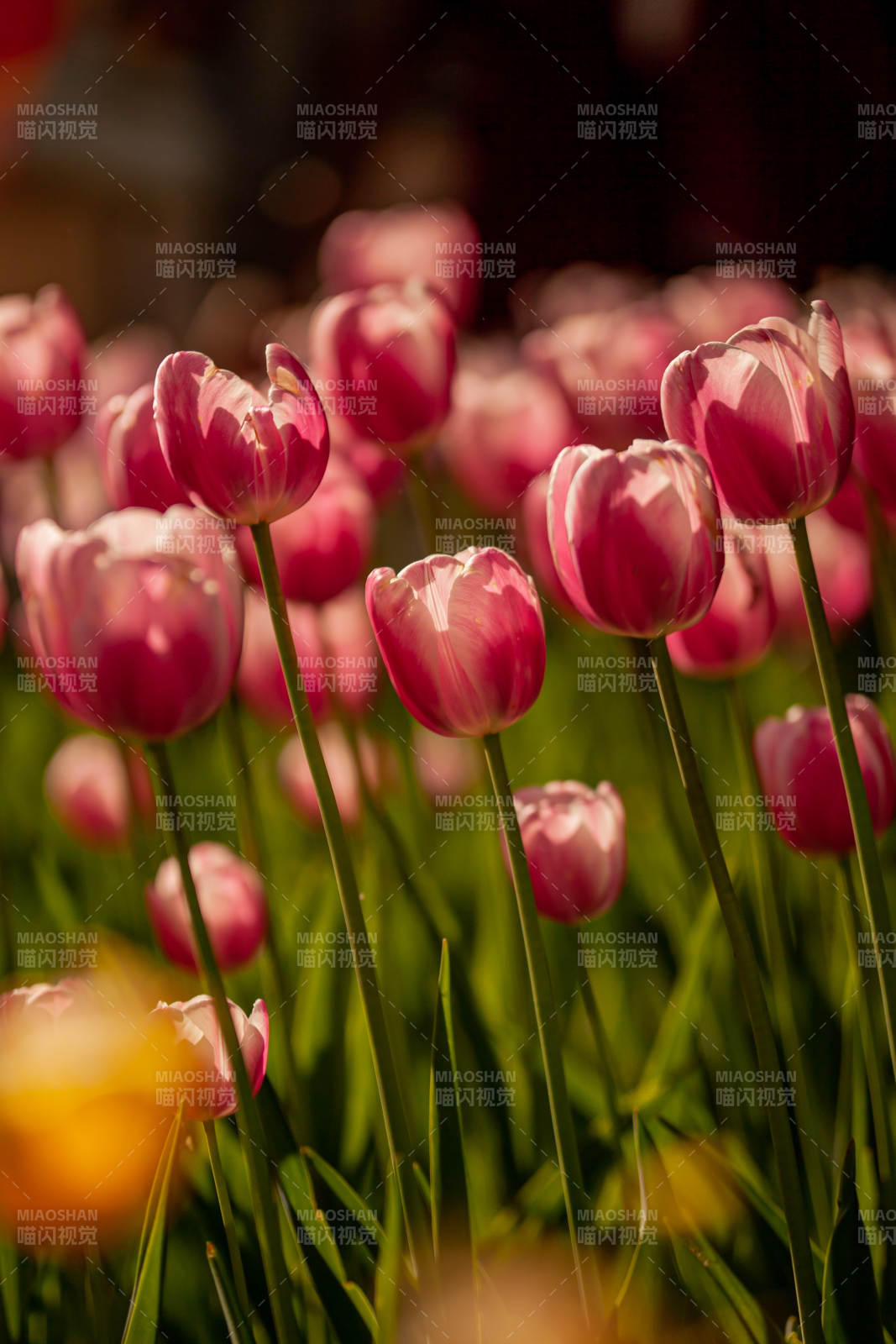 夕阳下的粉色郁金香图片